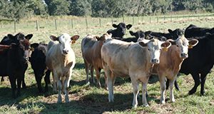 Young heifers at the Range Cattle Research Station. These beef cows are all at least 3/4 Angus. They are part of an attempt to create a white Angus breed. During the summer the white cows, coined "white Angus" by the researchers in Ona, have a body temperature that is one degree cooler than the traditional black Angus. UF/IFAS Photo: Sally Lanigan.