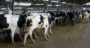 Dairy cows being milked in a milking parlour at the Shenandoah Dairy Farm.  Milking, milk production.