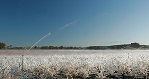 Private blueberry farm in Alachua County, frozen, frost, crops. UF/IFAS Photo: Thomas Wright.