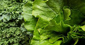 Lettuce and kale leaves. Photo taken 11-07-18.