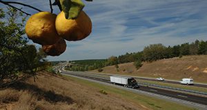 Turnpike, Oranges, Trees, Road, Semitrucks, Grass. UF/IFAS Photo: Josh Wickham