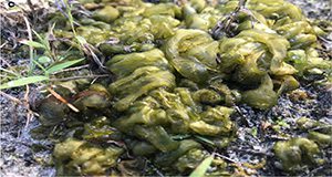 Image of Nostoc macroscopic colony commonly found in the field on sandy and limestone ground.