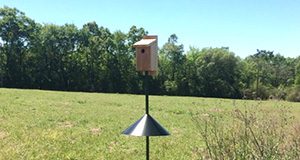 bluebird house Holly Ober, UF/IFAS