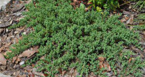 Dwarf Japanese juniper (Juniperus horizontalis) (also called creeping juniper) is used as a groundcover.