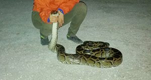 Michiko Squires and a Burmese python