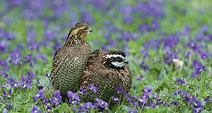 quail Steve Maslowski, USFWS