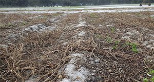 Peanut residues are concentrated in former windrows when residue spreaders are not used at harvest.