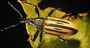 Adult Diaprepes root weevil. Jorge Pena, UF/IFAS