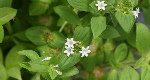 Brazil pusley flowers. Credit: Shaun M. Sharpe, UF/IFAS