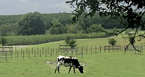 Cows grazing in a field. UF/IFAS file photo