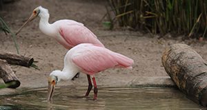 Roseate Spoonbill at the Jacksonville Zoo. UF/IFAS Photo: Josh Wickham.