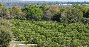 A University of Florida orange grove in Lake Alfred, FL