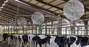 Feeding dairy cows at the University of Florida's Dairy Research Unit in Hague, Florida.  Bos taurus, dairy cattle, livestock, industry, DRU.  UF/IFAS Photo: Tyler Jones.