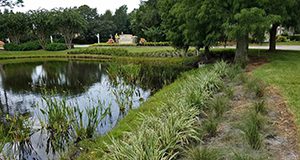 stormwater pond plants