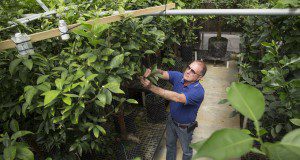 Dr. Fred Gmitter examining citrus trees in a greenhouse at the Citrus Research and Education Center in Lake Alfred. Photo taken 03/08/16.