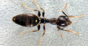 White-Footed Ant: A tiny ant with a big appetite for sweets is the latest nuisance pest for South Florida residents. (UF/IFAS File Photo)