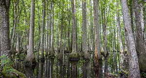 Cypress trees in a wetland swamp.  Photo taken by Camila Guillen, UF/IFAS, 06-28-17