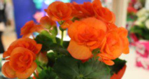 Reiger begonia blossoms