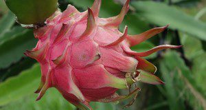 Red dragon fruit