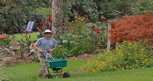 Gardener fertilizing yard. Grass, turf, broadcast spreader.