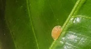 yellowish, oval brown soft scale on a citrus leaf