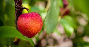 Ripe peach on a peach tree