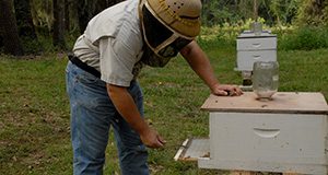 A beekeeper in protective headgear checks a sticky board placed at the bottom of a honey bee hive to catch falling Varroa mites. 