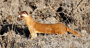 long-tailed weasel 