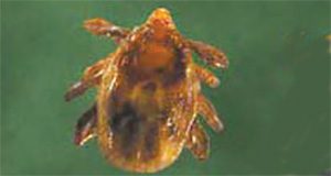 Unengorged brown dog tick, James Newman, UF/IFAS
