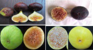 Color de la cáscara de la fruta entre diferentes variedades de higo. Créditos: Ali Sarkhosh, UF/IFAS