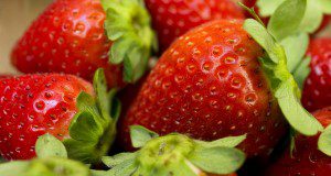 Freshly harvested strawberries. UF/IFAS Photo by Tyler Jones