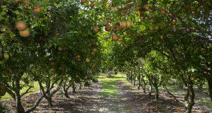Citrus fruit on trees in the campus orange groves. Photo taken 06-22-18.