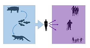 Tripart infographic showing a silhouetted pig, three bats, and an unidentified animal but presumably a civet cat in a blue panel on the left. Inside the blue panel are arrows leading from the three bats to the pig above and the civet cat below. Another blue arrow points to a silhouetted human figure centered in the white space between the blue panel on the left and a purple panel on the right containing a single sillouetted man holding a pitchfork and two additional groups of people, some adults in business attire and four children holding hands. Three smaller purple arrows point from the central human figure in the whitespace to the people in the purple panel.