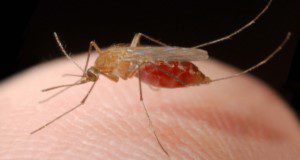 In Florida, this species of mosquito (Culex nigripalpus<) plays a major role in the transmission of disease-causing viruses. (UF/IFAS File Photo)