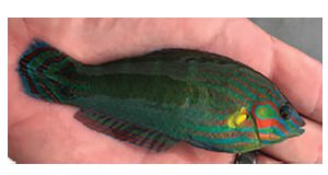 A close-up photo of a rainbow-colored fish, predominantly green but with orange, red, teal, and yellow stripes and blotches. It's about 2.5 inches long and lying on one side in a man's palm.