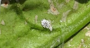 A close-up photo of a female lebeck mealybug looking like a miniscule white fluffy bedroom slipper on the underside of a green leaf.