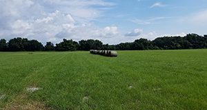 Tifton 85 bermudagrass hayfield in Florida.