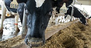 A dairy cow. Photo taken 03-31-18.