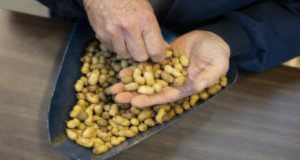 Hands sorting peanuts for quality. Consuming more plant-based proteins such as soy, legumes, nuts, and seeds can help manage unintentional weight loss. Photo Credits: UF/IFAS Photo by Tyler Jones