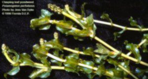 Claspingleaf pondweed, Potamogeton perfoliatus. Credits: Jess Van Dyke, UF/IFAS Center for Aquatic and Invasive Plants
