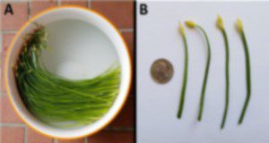 Chinese leek (A) and a quarter for scale (B). Credit: Guodong Liu, UF/IFAS