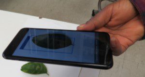 A person's hand holding a smartphone, taking a picture of a leaf for analysis.