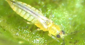 Extreme close-up photo of a lemon-yellow adult female chilli thrips on a green leaf.