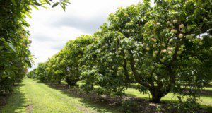 Row of Mango trees. Photographed on 06-27-18.  Photo Credits:  UF/IFAS Photo by Tyler Jones