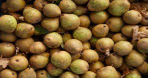 Harvest of ‘Pineapple’ pears. Credits: Chestnut Hill Nursery
