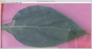 Cropped photo of a leaf in the ImageJ program prior to processing.