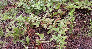 Dewberry has a trailing or vine-like growth pattern.