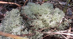 Close-up photo of deer moss growing among dry leaves and grasses.