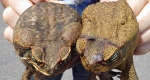 close-up photo of male and female cane toads.