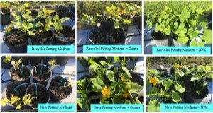 The different potting medium treatments tested in the study. Credits: Marie Dorval, UF/IFAS